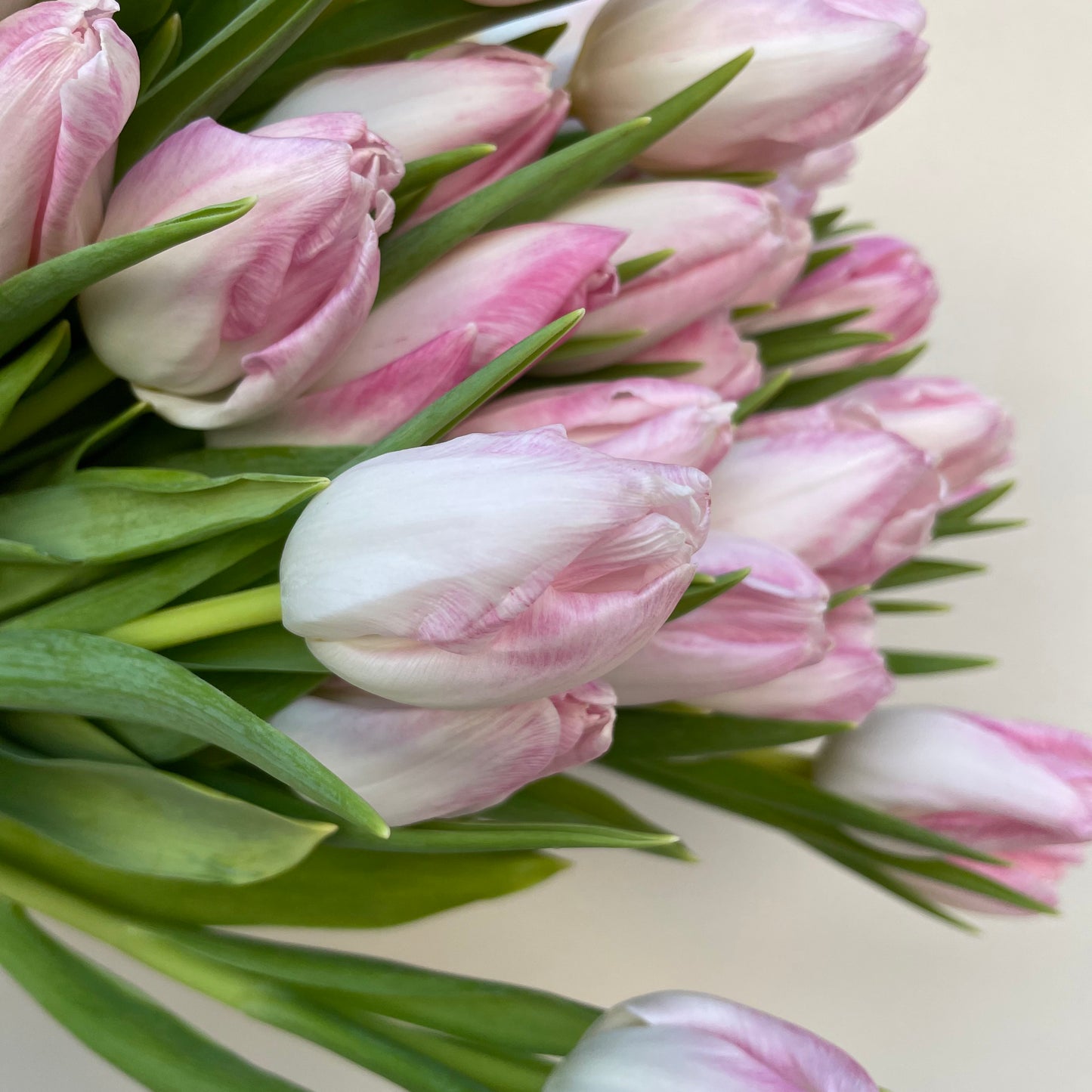 Bunch of 10 Light Pink Tulips