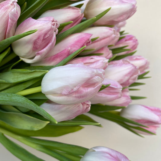 Bunch of 10 Light Pink Tulips
