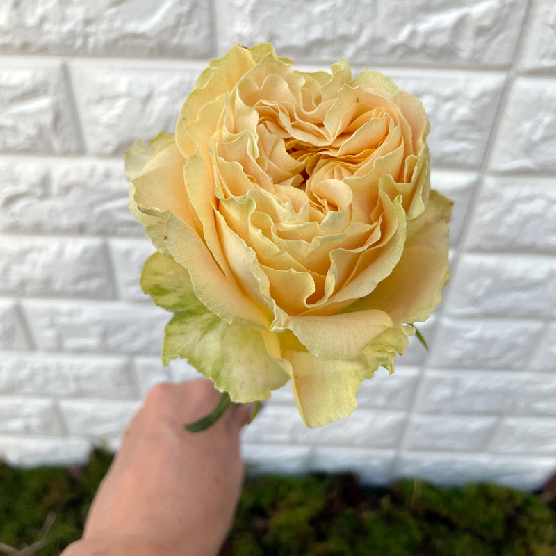 Bunch of 8 Turtle Yellow Roses