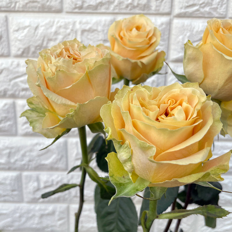 Bunch of 8 Turtle Yellow Roses