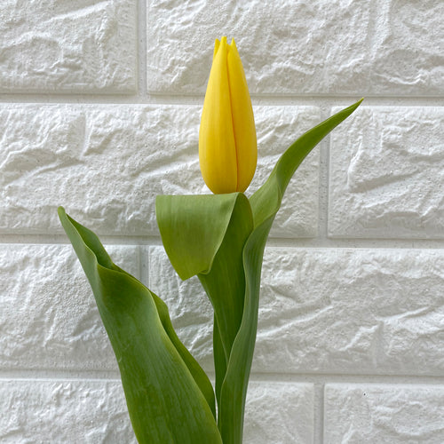Bunch of 20 Yellow Tulips