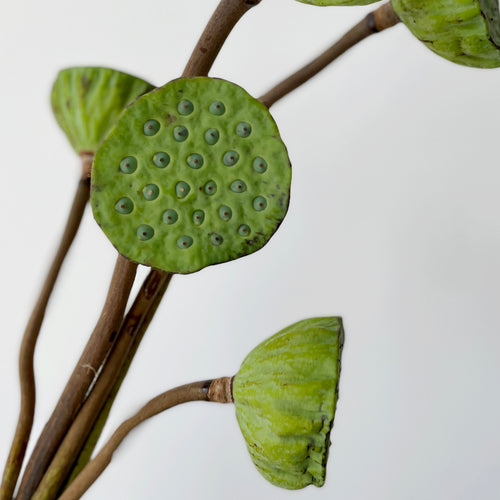 Bunch of 5 Nelumbo